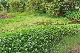 Imagen Jacintos de agua Jardín Botá